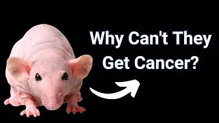 Why Don't Naked Mole Rats Get Cancer? Watch @nucleotides_org