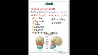 👉skull☠️    #Bones #paired #Unpaired #mandible #maxilla #Lacrimal #Palatine #nasal #vomer #zygomatic