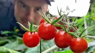 RESULTS! &mdash;  Hydroponic tomatoes: How to grow tomatoes forever..ish. Or for a really long time.