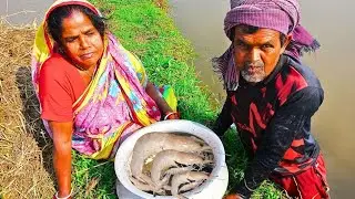 Small Shrimp Fishing at the Bheri Bank | Amazing Catch with Net Hacha | Village Fishing