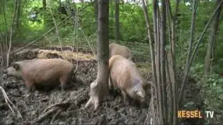 Mangalitza Schwein oder auch Wollschwein genannt