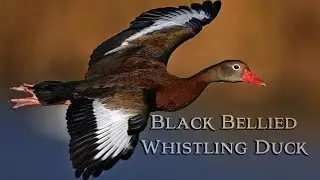 Black Bellied Whistling Ducks: things you don't know
