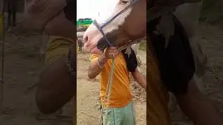#skyhorse #horse #thulaimela2024 #horseridind #horsefan #youtubevideo #youtubeshorts