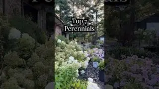 Top 7 low maintenance perennials