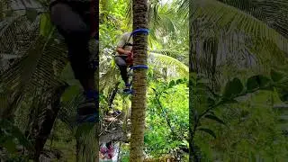 How to climb trees || Homemade tools for climbing coconut trees