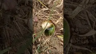 🏞️அழகிய இயற்கை காட்சிகள்..#butterfly #science #trendingshorts