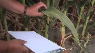Scouting for Two-spotted Spider Mites in Field Corn