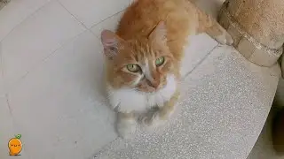 How to Take Care of 30+ Rescue Cats.
