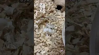 詳細はこちら⬇️ #ロボロフスキーハムスター #ハムスター #ぽてことさんたろう #hamster #ぽてことさんたろうファミリー #癒し #脱走