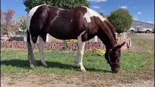 World's Strongest Horse Heavy Horse Breeding Farm