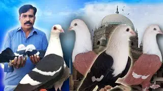 Beautifull Pigeon in Multan Pakistan Karblai &Cherhy Pigeon