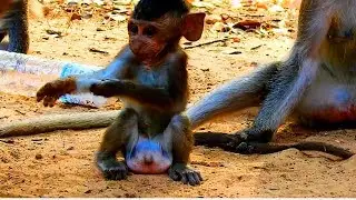 Barbi very cute baby monkey and look so funny baby