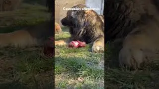 Caucasian shepherds #caucasiandog#dogs