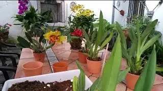 Recupera orquídeas con raíces podridas