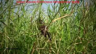 ဧရာဝတီတိုင်း၊ ကျုံကပြင်-တက်ဆိပ်တွင်တွေ့ရှိခဲ့သောငှက်များ (၂၄) Lesser Coucal ဘုတ်နှံ