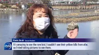 MIGRATORY BIRDS AT SEOSAN (News Today) l KBS WORLD TV 220214