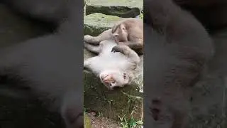 #monkeystar #monkey #animals