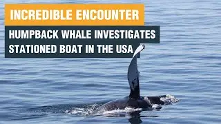 Humpback whale next to whale watching boat | Whale and Dolphin Conservation