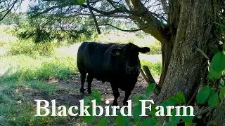 Return to Blackbird Farm & Olivia&rsquo;s Forest: Hidden Northeast Ep. 16 Smithfield RI Hike! #nature #ri