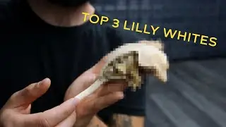 My Favorite Lilly White Crested Geckos