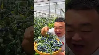 organic Blueberry garden #organic #blackberry #fruit #china