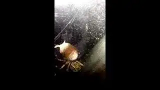 Writing spider spinning silk around her egg sac.