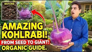 Grow Sweet Kohlrabi at Home Without Chemicals | From Seed to Harvest!