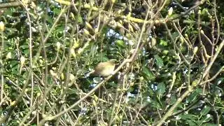 Chiffchaff UK Wildlife
