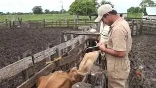 Campa&ntilde;a Nacional contra la Tuberculosis Bovina