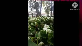 حديقه الزهور في اسطنبول#shamss Alaseell