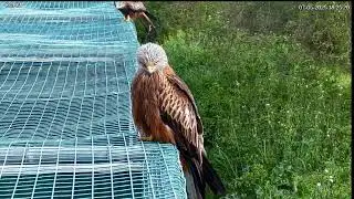 Red Kite feeding station