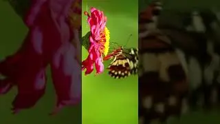 Happy Onam Full Screen WhatsApp Status | United Cuts