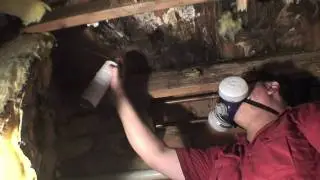 How to eliminate a carpenter ant infestation