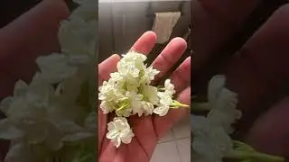 Jasmine flowers from my backyard garden  #gardening #harvest #backyardharvest #garden #homegrown