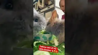 Taking care of my rabbits 🐰 🐇😍🙌 #lupi  #rabbits #rabbit #animals #children #childsplay