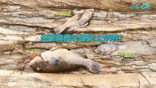 釣魚/海钓/磯釣/這里的 groper 青衣/蘇眉非常猛