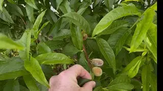 Peach Trees grown from seed update and how to prune a young peach tree