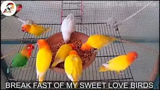 Good Morning My Sweet Love Birds | Nahaz's Aviary Live Stream | LoveBirds Live