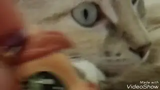 LPS and my Cat: Music video - Write your Story