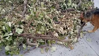 😭 Fim da parreira de uva.