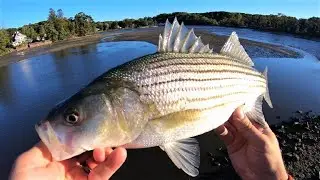 Non-Stop Striped Bass BLITZ Fishing 10/19/21 Surf Fishing the Fall run