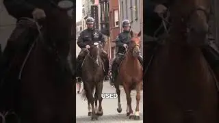 Самая сильная лошадь на Земле &ndash; встречайте бельгийскую тяжеловозную лошадь #шорты #животные #дика...