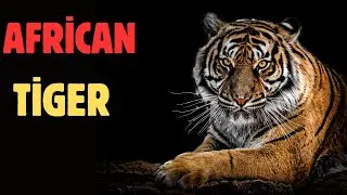 The Myth of the African Tiger: Facts You Need to Know