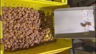 dates sorting line machine jujube  from VSEE company
