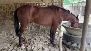 Sindhi horse of India , Laach Sindhi breed of India 🇮🇳, horse name - Commando 