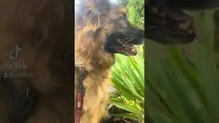 German Shepherd Is Just Too Cute. Long Haired GSD Video