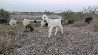 भेड़ और बकरी का झुंड और ऊंट का वीडियो