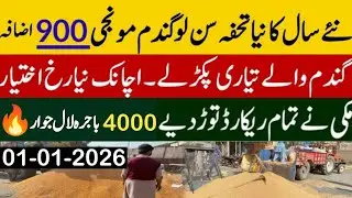 Today Wheat price in punjab//گندم کا ریٹ 2025/munji makki till sarso/Galla mandi rate today