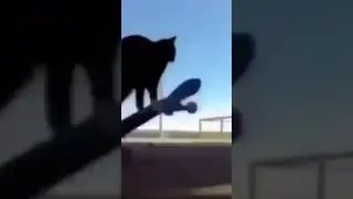 Skate 4 leaked gameplay