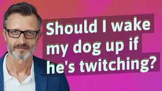 Should I wake my dog up if he's twitching?
